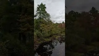 Autumn colors under a stormy sky