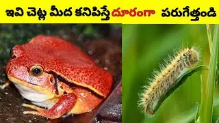 ఒక్క క్షణం ఆగకుండా పారిపోండి ఇవి కనిపిస్తే|14 interesting facts #telugufacts