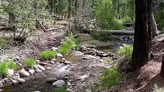 Free 14 day camping national Forest
