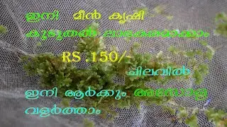 How to culture Azolla at home terrace#Low cost#farming#Easy method  with full details#malayalam