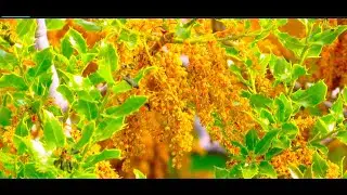 Blooming  kermes oak   by THeo