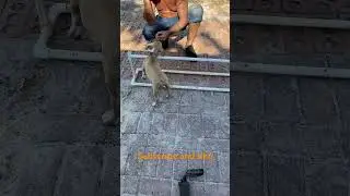 Introducing a puppy to jumping