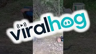 Campers' Close Encounter With a Venomous Snake || ViralHog