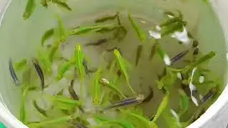 Long fin jabra fish.Rs colour fish farm. রাজশাহী মোবা:01712866733
