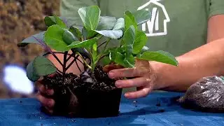 Spring planting tips from Mill Village Farms