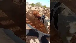 tabira pe