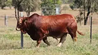 Lot 400 K Team Gunner (PH)