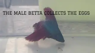 Betta Fish Breeding Guide | FightingFishFinatics
