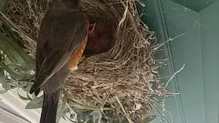 LIVE Bird (Robin) Cam! -Door Nest