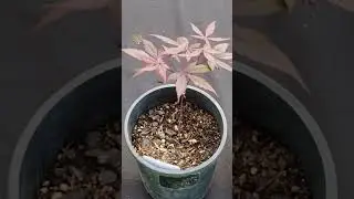 How Fast do Japanese Maple Trees Grow? | Growing from Seed