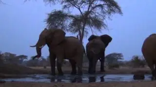 Senyati Photo Bunker Elephant Encounter