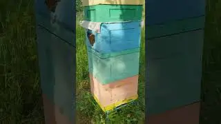 сколько меда с одного улья