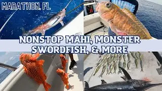 Big swordfish and more caught on a 47 freeman in the Florida keys!