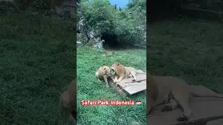 Safari Park Indonesia 🇮🇩|| #youtubeshorts  #firstvlog  #trending  #saudiarabia