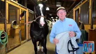 Coping With Stable Flies: Fly Masks, Sheets And Leggings