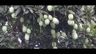 Mango tree by the roadside, there are so many ripe fruitsss