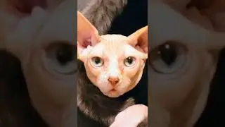 Last one 😂😂 #ai #cat #apt #pets #cats #funny #chat #catlover #ia