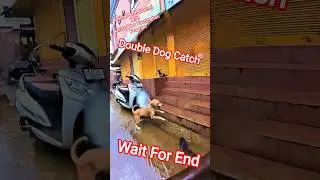 Mafia Double Dog Catch #dogwithpublicsafety #dog #ytviral #pets #vlog