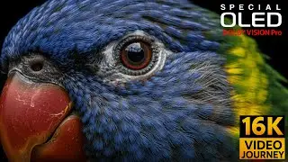 Exceptionally Beautiful 8K Videos In Dolby Vision 4K HDR 60FPS
