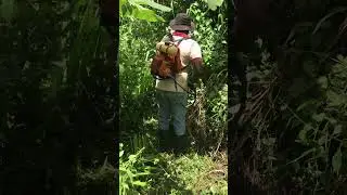 Satisfying Grass Cutting with Brush Cutter | ASMR Trimming 🌿