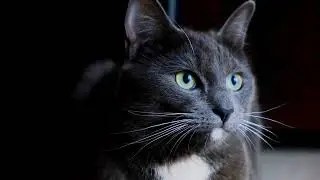 The Quiet Power of Animals || 