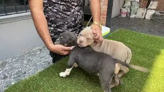MIs Cachorros American Bully