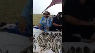Fishing in Pakistan by Net 🇵🇰 | Traditional River Fishing Shorts 🎣 | #shorts
