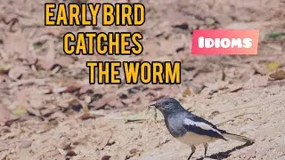 Early Bird catches the Worm | idioms | meaning origin examples
