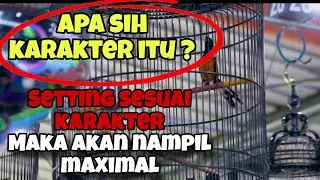 Apa sih karakter pada murai batu itu ? memahami karakter kunci keberhasilan menampilkan terbaik