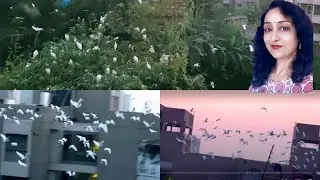 Bird watching from my balcony , winter birds #birds#nature#viralvideo #youtubevideo  #birdwatching 