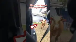 Sapi Kabur !!! Ngamuk Dari Tempat Qurban !!! Nabrak Mobil Masuk Sekolah !!!