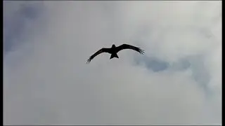 Dancing Wings EPP Eagle in formation with real birds of prey