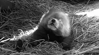Rare Red Panda Born At Dutch Safari Park