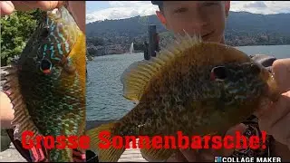 Die Jagd nach dem grössten Sonnenbarsch im Zugersee!