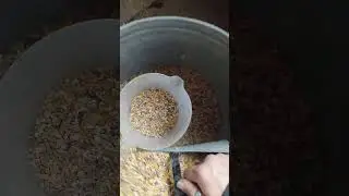 🐓 Scoopy Doopy #chicken #egg #hen #pets #animals #asmr #birds #farming #nature #shorts