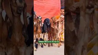 মাত্র ১২ হাজার টাকা পিচ খাসি। #shortvideo #goat #animals #goatfarming #goatfarmer #cow