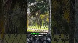 Ca&ccedil;ando Javali em Hawai: Estilo de Vida Radical! #shorts