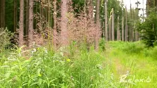 Relaxing video: summer in the woods - Nature sounds