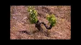 Priorat & Montsant Wine tour