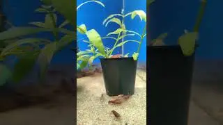 A small city of shrimps in the aquarium !   #aquascape #plantedtank  #shrimp #viralvideo   #shorts