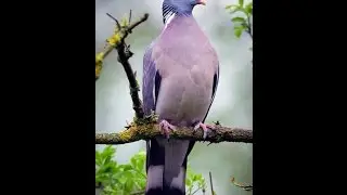 palombe