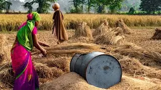 Gathering wheat by nomadic men and women:Rural life in Iran