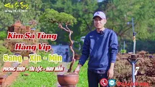 Kim Sa Tùng Thành Phẩm – Dáng Nghệ Thuật – Lá Thơm – Chơi Tết Quá Đỉnh