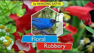 FLORAL ROBBERY - Interesting facts in English, Amazing facts in English #Shorts