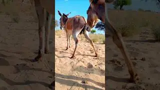 #donkeys enjoy female donkey YouTube short peshab karte waqt for you #twitterati #craze #instantfa