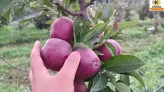 Red Velox | Apple cultivation