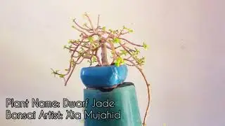 How to make a mam&eacute; bonsai from an over grown Jade plant | Pakistan Bonsai Society