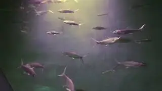 Part 2 | Lihat Macam2 Ikan di BXSea Bintaro Exchange Mall Bintaro Jaya Jakarta