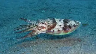 Dumaguete - Diving -  2018