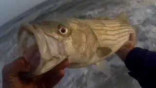 SURF FISHING for STRIPER - KEEPER STRIPED BASS - LONG ISLAND FALL RUN STRIPERS